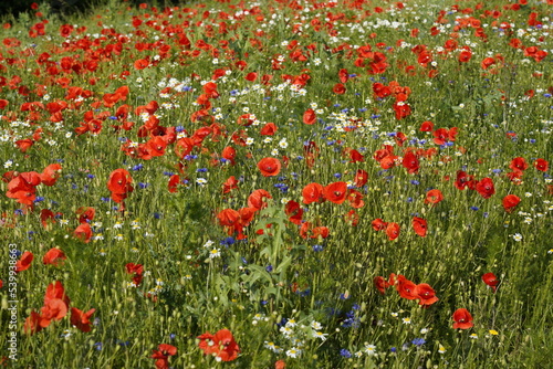 Bunte Blumenwiese, Baden-Württemberg, Deutschland, Europa