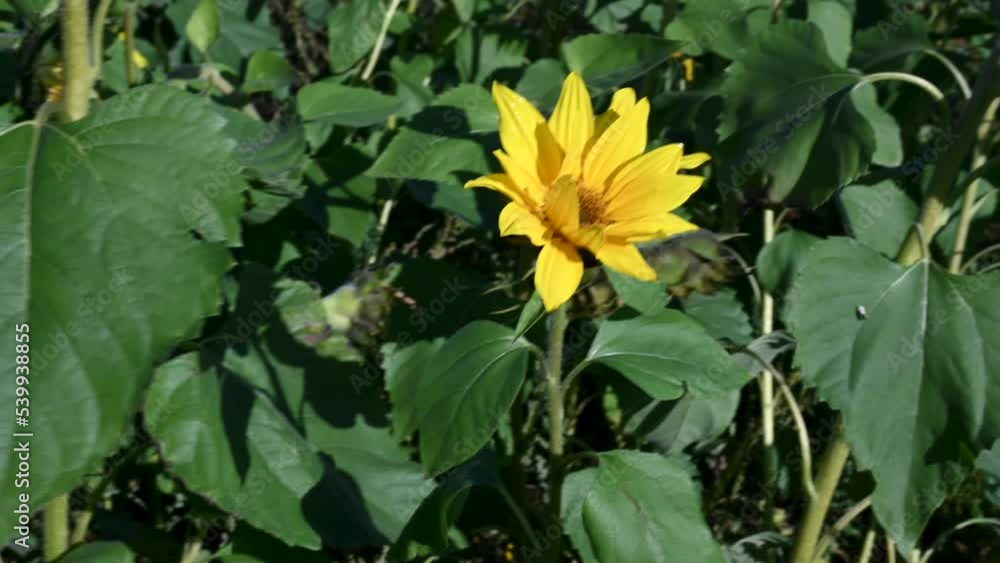 Close view of the sunflowers within the Pop-Up Farm Close view of the sunflowers within the Pop-Up Farm