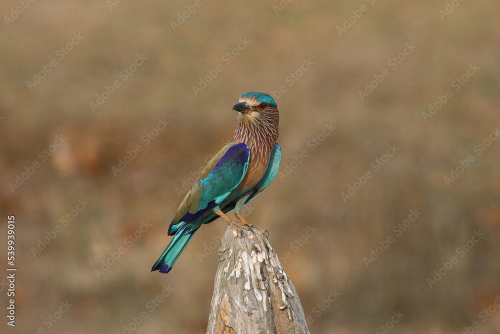 Obraz premium Indian roller in Bandhavgarh National Park, India