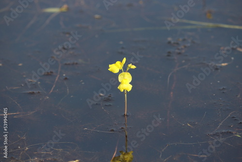 Utricularia foliosa, the leafy bladderwort, is a large suspended aquatic carnivorous plant that belongs to the genus Utricularia (family Lentibulariaceae).  photo