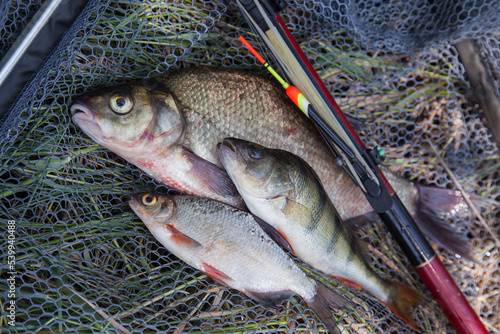 Assort kinds of fish - freshwater common bream, common perch or European perch, white bream or silver bream with float rod on black fishing net..