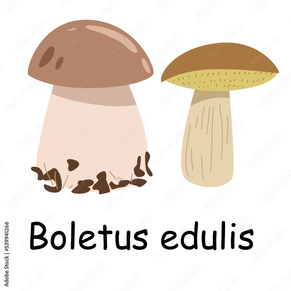 A flat vector of an edible mushroom isolated on a white background. Flat illustration graphic icon