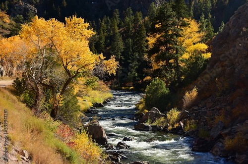 Beautiful fall scene with cottonwoods next to the south platte river  in  waterton canyon, littleton, colorado  