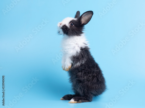 Side view of cute baby rabbit standing on blue background. Lovely action of young rabbit.