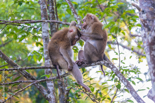 The  Asian monkey is cleaning and taking care of its lover. © Nakornthai