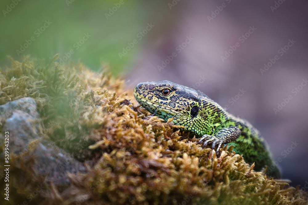 Fototapeta premium The sand lizard (Lacerta agilis) is a lacertid lizard distributed across most of Europe from France and across the continent to Lake Baikal in Russia. It does not occur in European Turkey