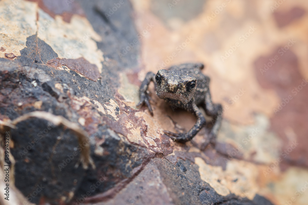 Single baby frog on a stone. The common toad, European toad, or in Anglophone parts of Europe, simply the toad (Bufo bufo, from Latin bufo 