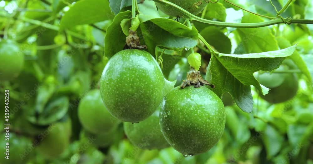 Close-up full of passion fruit fruit on a trellis Close-up full of passion fruit fruit on a trellis