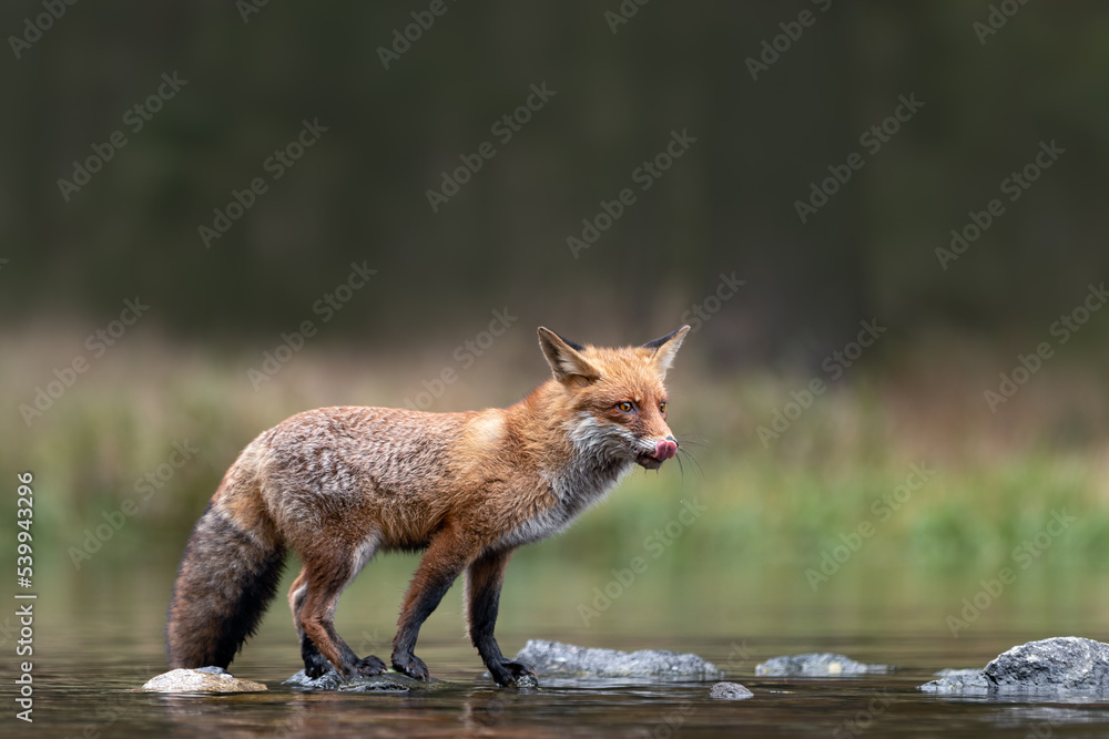 Hunting red fox patiently and focused waiting and standing on stones crossing the lake. Amazing wildlife scene. The red fox (Vulpes vulpes) is the largest of the true foxes.