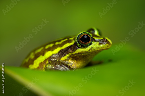 The green and golden bell frog (Ranoidea aurea), also named the green bell frog, green and golden swamp frog, is a ground-dwelling tree amphibian native to eastern Australia.