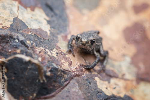 Single baby frog on a stone. The common toad, European toad, or in Anglophone parts of Europe, simply the toad (Bufo bufo, from Latin bufo "toad"), is a frog found throughout most of Europe.