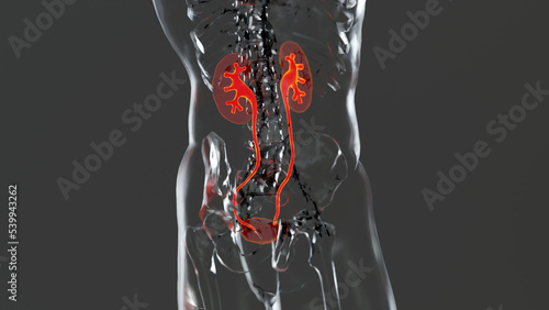 renal system, Kidneys, medically accurate male anatomy organ scan, excretory system, 3d render	
 photo