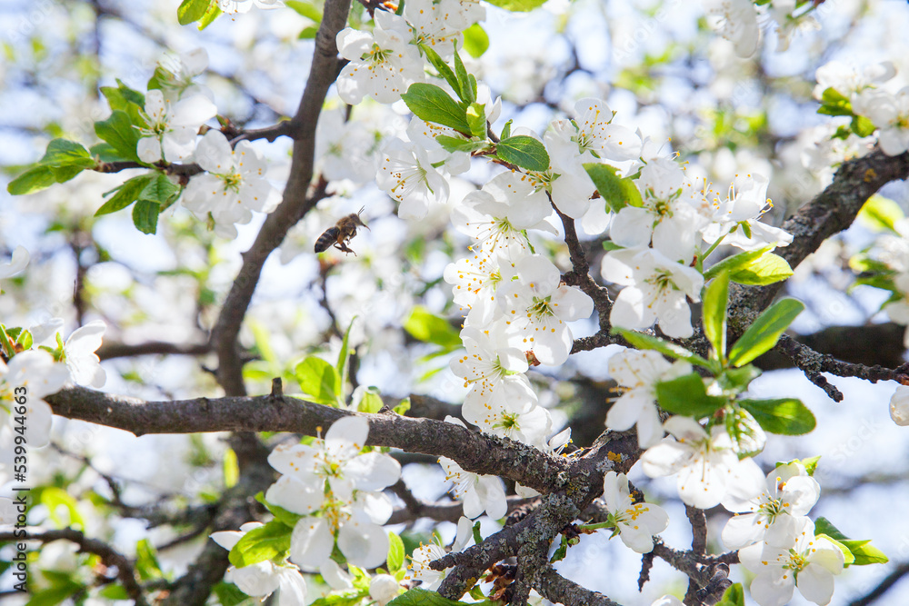 Obraz premium Honeybee on white flower of apple tree collecting pollen and nectar to make sweet honey with medicinal benefits..