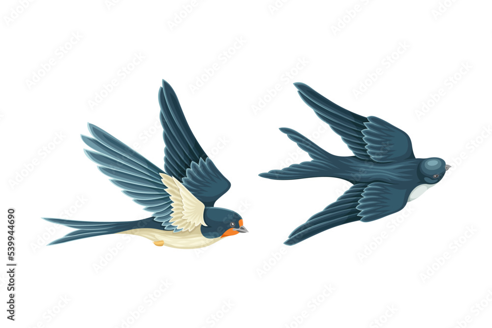 Obraz premium Swallow or Martin Passerine Bird with Long Tail and Pointed Wings Vector Set