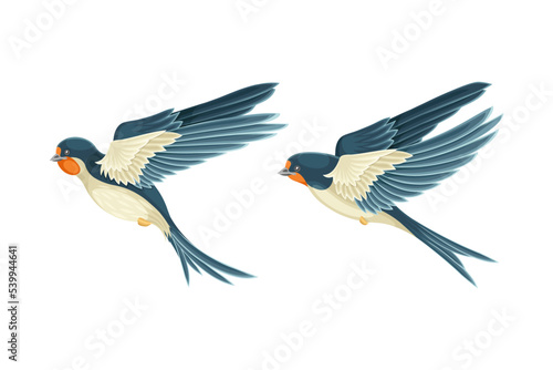 Swallow or Martin Passerine Bird with Long Tail and Pointed Wings Vector Set © Happypictures