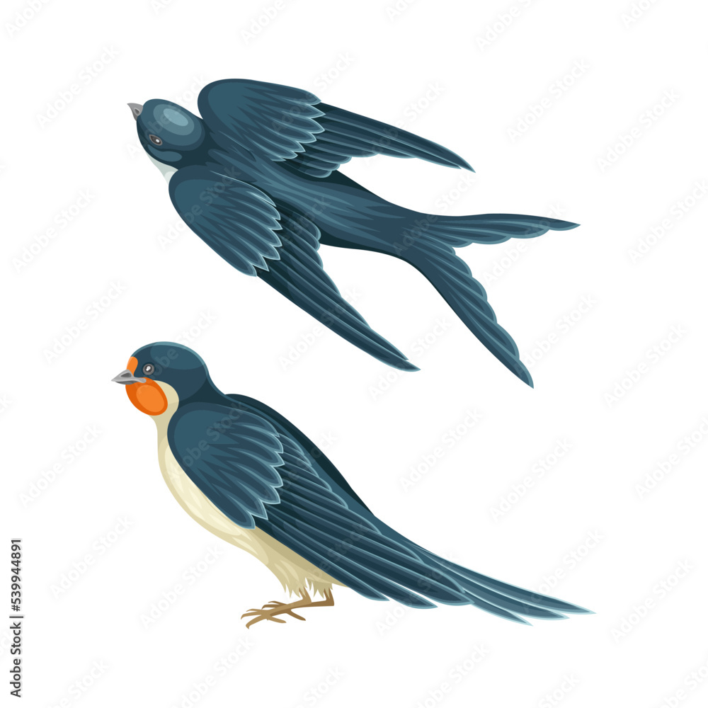 Obraz premium Swallow or Martin Passerine Bird with Long Tail and Pointed Wings Vector Set