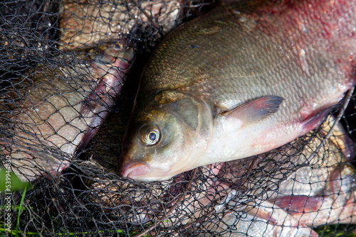 Successful fishing - big freshwater bream fish on keepnet with fishery catch in it..