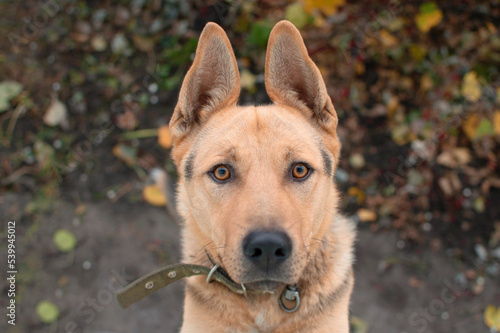 A black dog without a breed in the autumn landscape. Close-up of a large dog s muzzle on the street