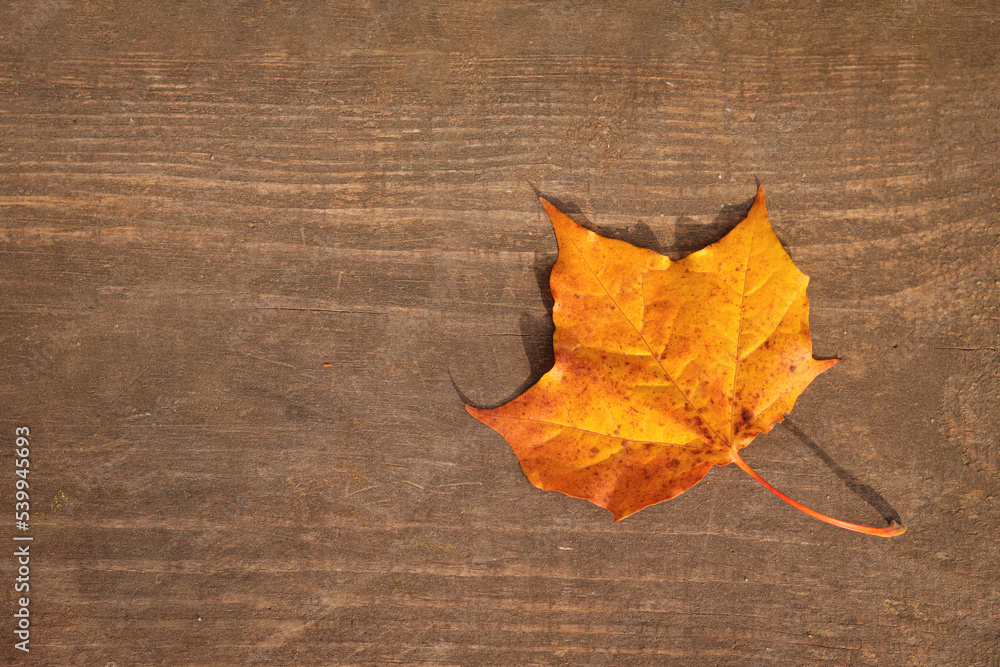 Orange maple leaf with a shadow on a wooden background, top view. Copy space Orange maple leaf with a shadow on a wooden background, top view. Copy space