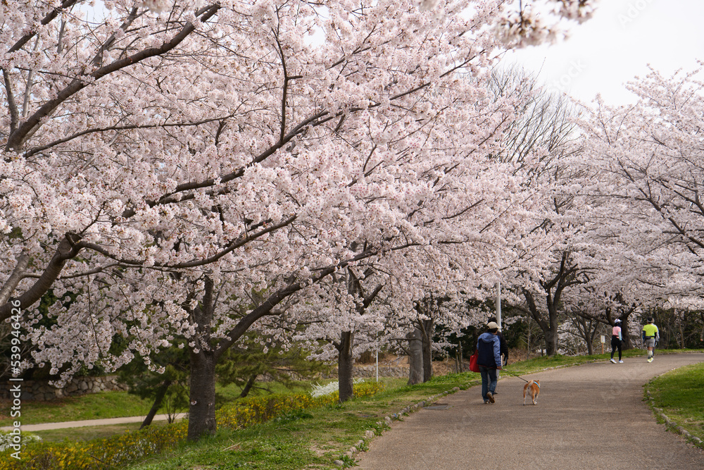 山田池公園の桜 山田池公園の桜