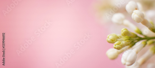 white lilac flower branch on a pink background with copy space for your text