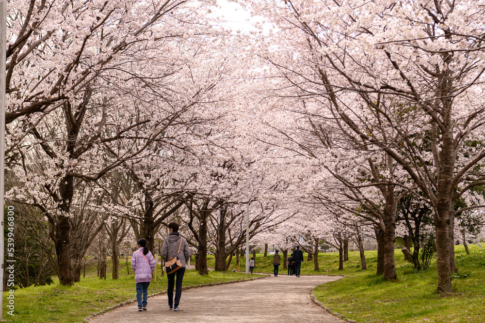 山田池公園の桜