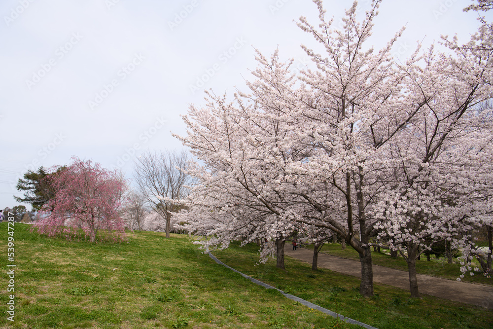 山田池公園の桜