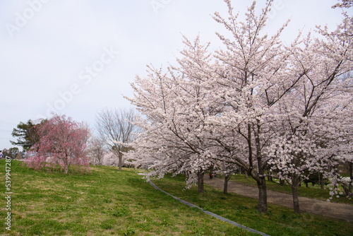 山田池公園の桜