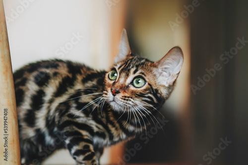 Fototapeta Naklejka Na Ścianę i Meble -  bengal cat cute kitten on a beautiful background
