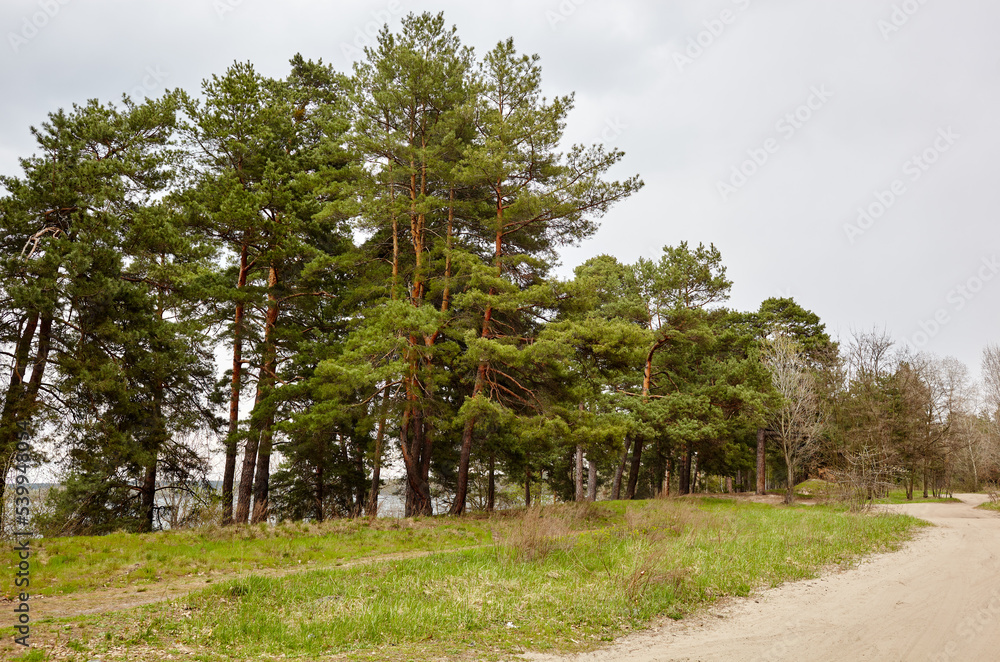 Pine tree forest. Beautiful summer forest on a summers day