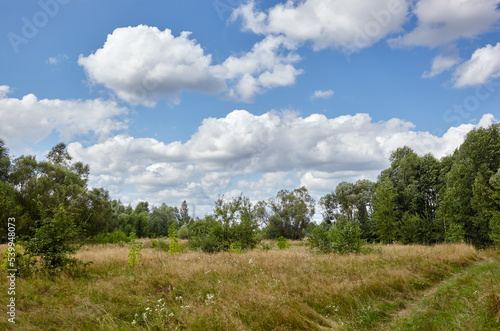 Beautiful summer rural landscape. Meadow with trees and grass against the clouds sky