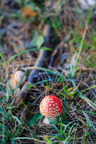 Red fly agaric mushroom (amanita muscaria) in the forest.