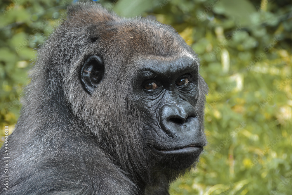Obraz premium Western lowland gorilla portrait, Bronx Zoo, New York, NY