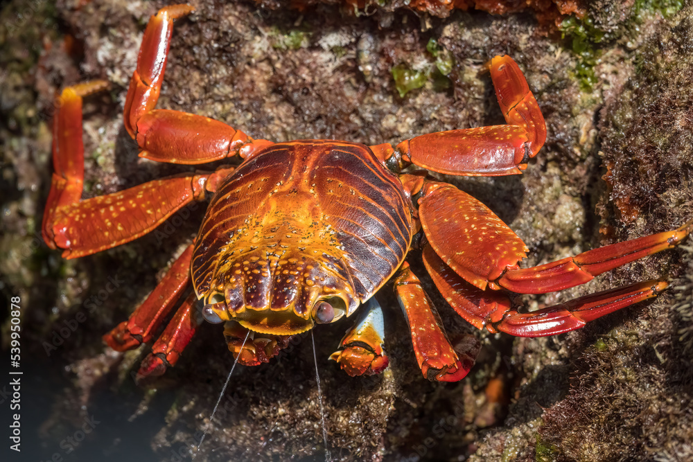 Sally Lightfoot Crab expelling (spitting) excesses salt water that seeps into its exoskeleton. Santa Cruz Island Highlands, Galapagos Islands, Ecuador
