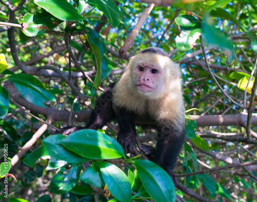 A white-headed capuchin monkey (Cebus capucinus) approaches our boat during a cruise of the Damas Island mangrove ecosystem - near Quepos - Punta Arenas - Costa Rica - Feb 2014