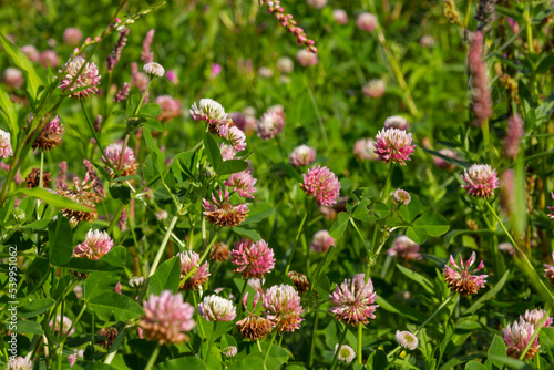 Flowers of alsike clover Trifolium hybridum plant in green summer meadow