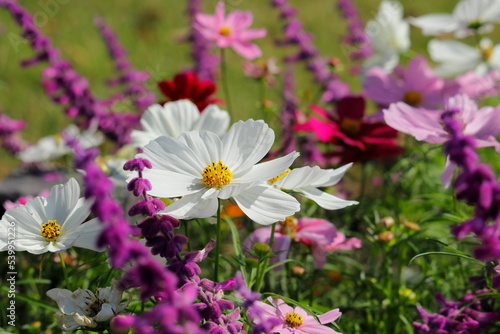 秋桜と紫色の花