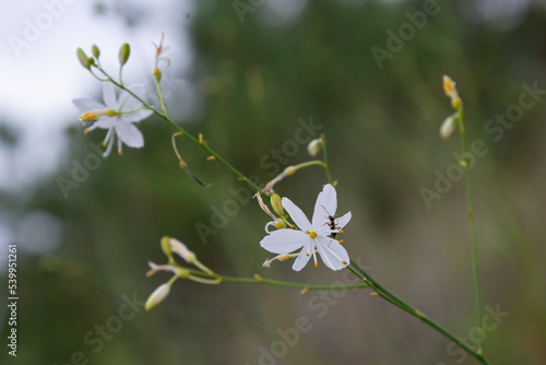 Anthericum ramosum, known as branched St Bernard's-lily, white flower, herbaceous perennial plant, blurred dark green background, selective focus photo