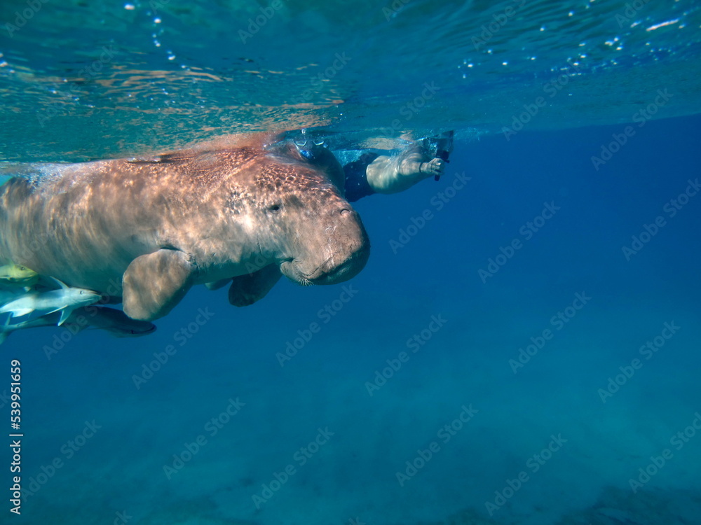 Fototapeta premium Dugongo. Sea Cow in Marsa Alam. Marsa Mubarak bay.