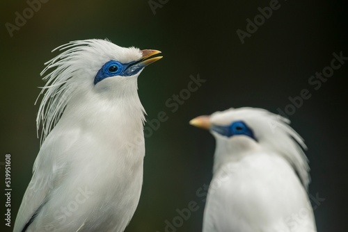 Profile view of two Bali myna birds before the dark background photo