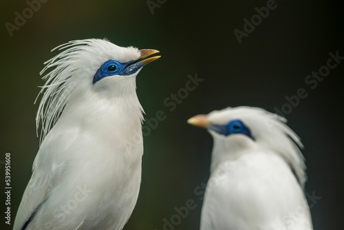 Canvas Print Profile view of two Bali myna birds before the dark background
