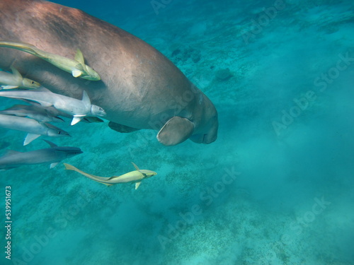 Bilde på lerret Dugong