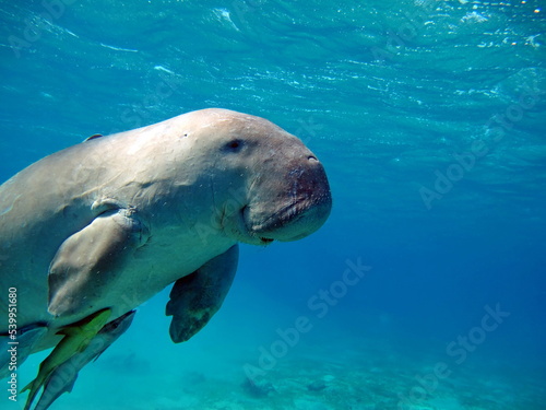 Dugongo. Sea Cow in Marsa Alam. Marsa Mubarak bay.

