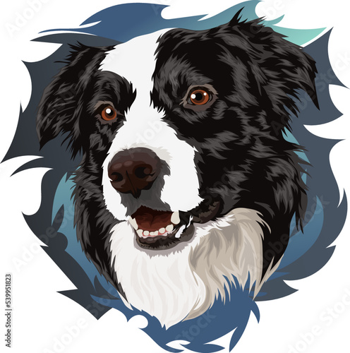 Cute portrait of a border collie. Vector illustration. Portrait on color background, vector illustration