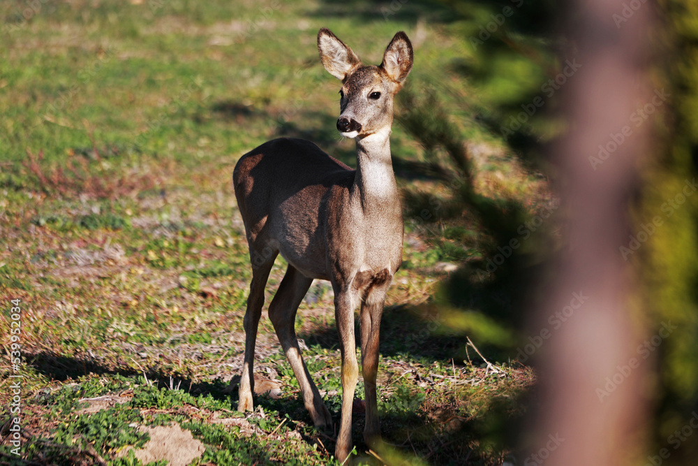 Deer near human settlements in autumn field. Deer near human settlements in autumn field.