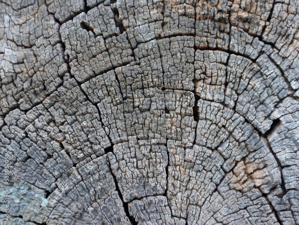 top view of the texture of old wood in the garden.