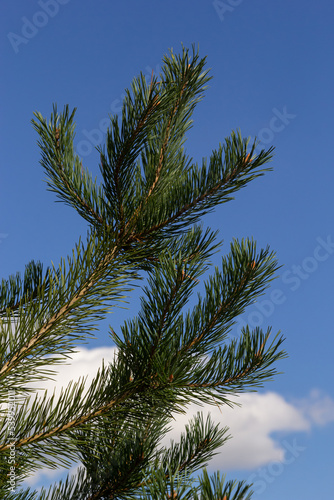 Pine trees, close-up view on the background of the sky with clouds on a summer day © Oleh Marchak