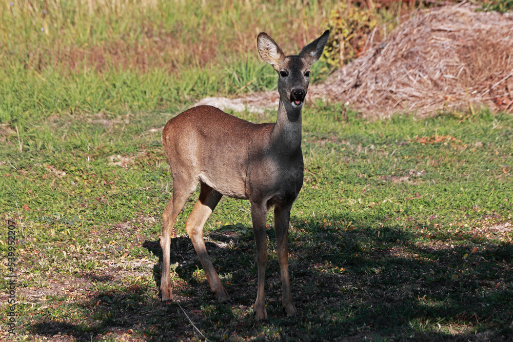 Deer near human settlements in autumn field. Deer near human settlements in autumn field.