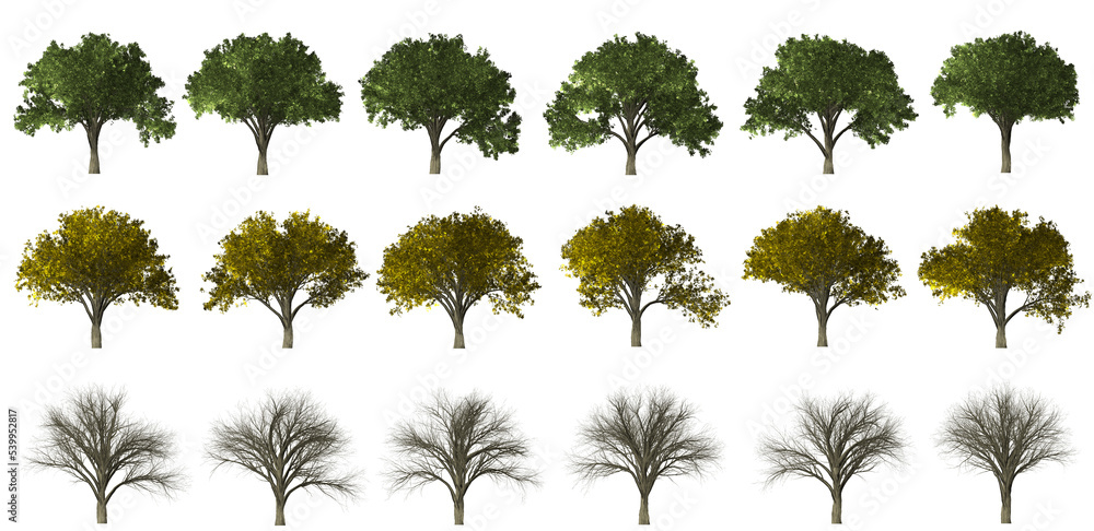custom made wallpaper toronto digitalcollection of trees in different seasons on a transparent background