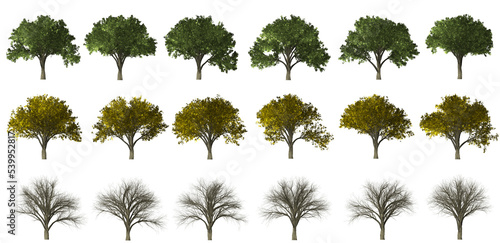 Wallpaper Mural collection of trees in different seasons on a transparent background Torontodigital.ca